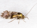 Loensia fasciata